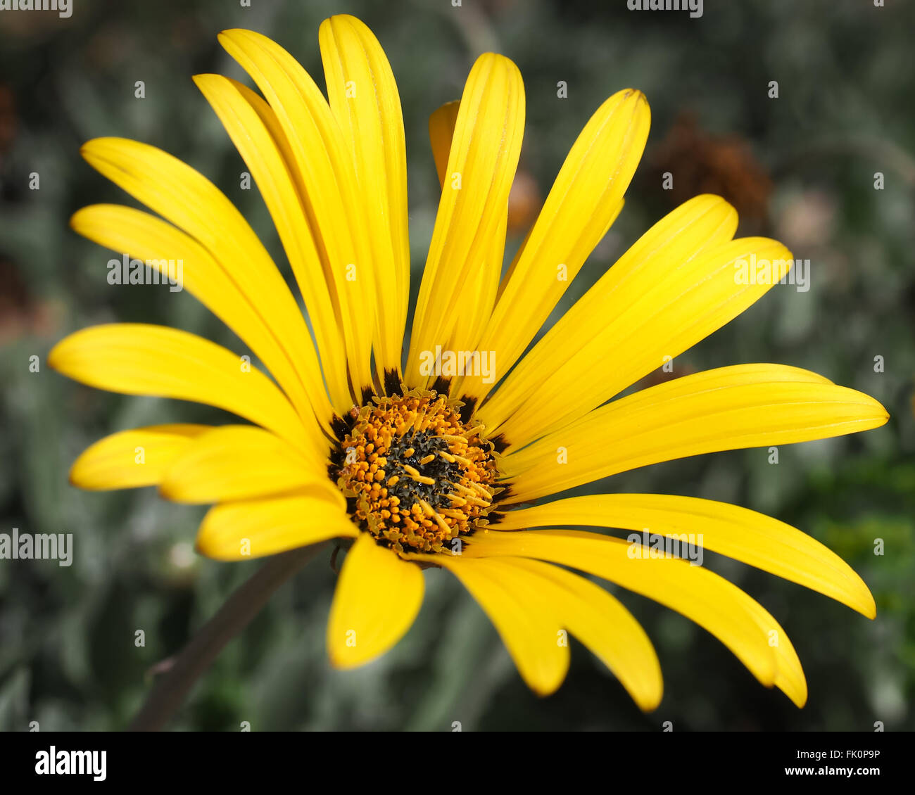 Arctotis Daisy Pale Yellow Stock Photo