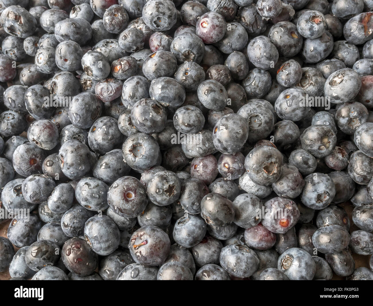 Blueberries are perennial flowering plants with indigocolored berries