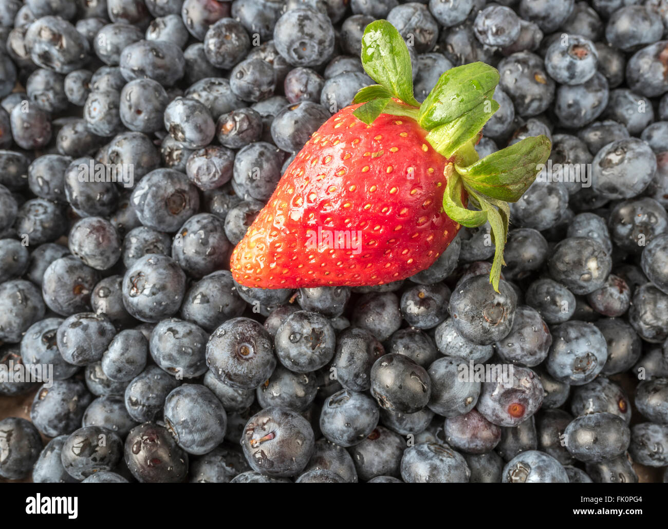 garden strawberry hybrid species of the genus Fragaria on blueberries