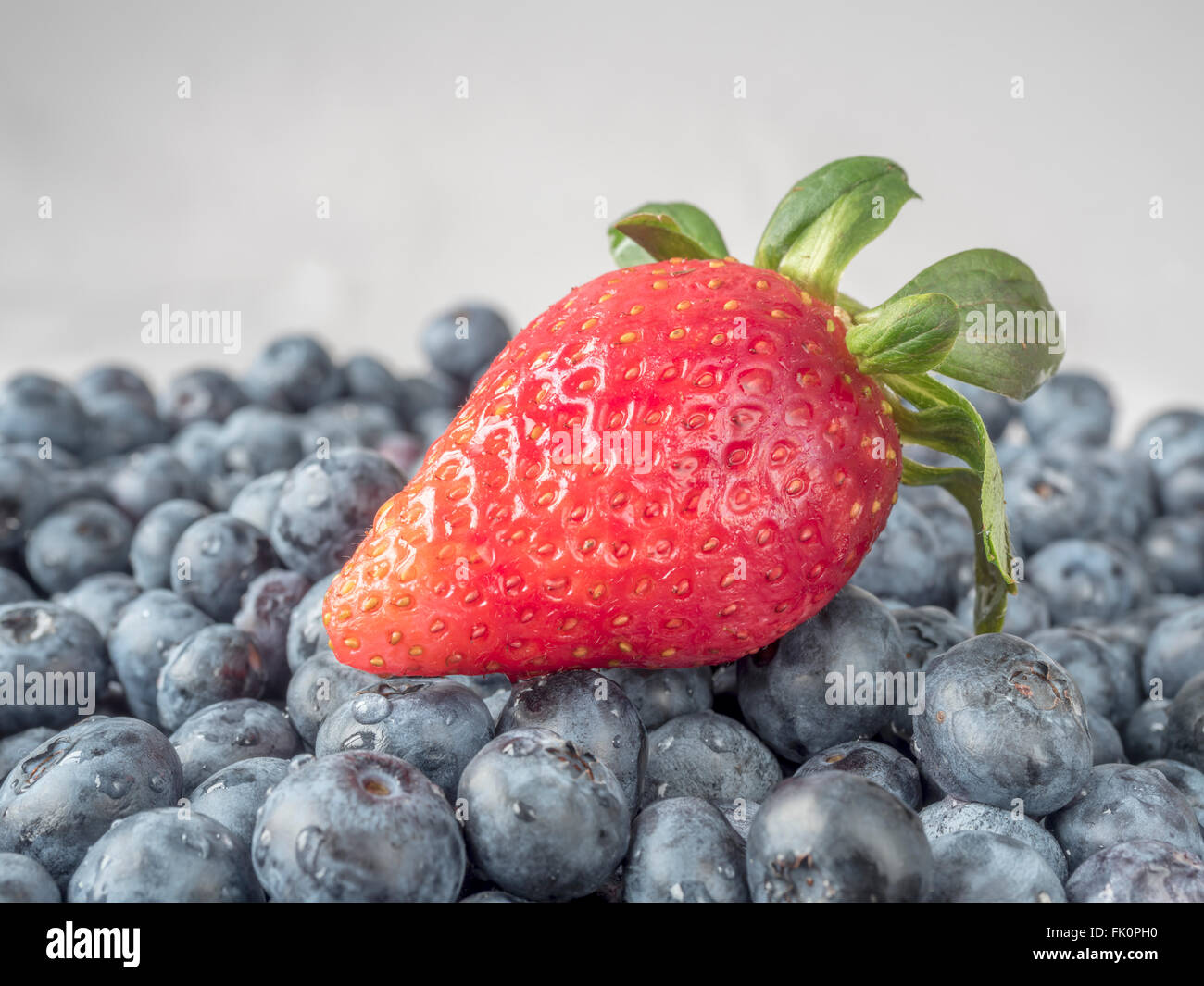 garden strawberry hybrid species of the genus Fragaria on blueberries