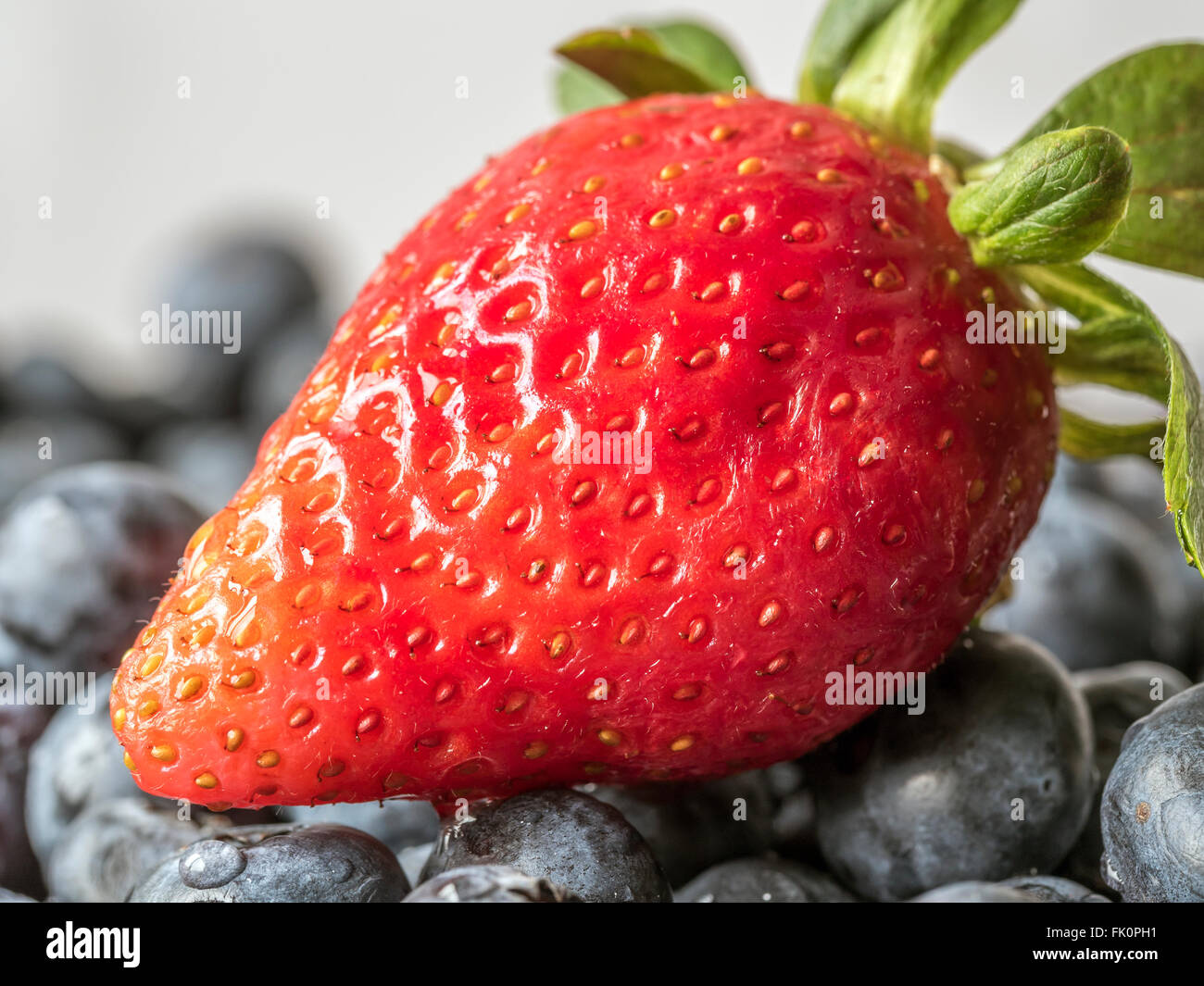 Hybrid species hires stock photography and images Alamy