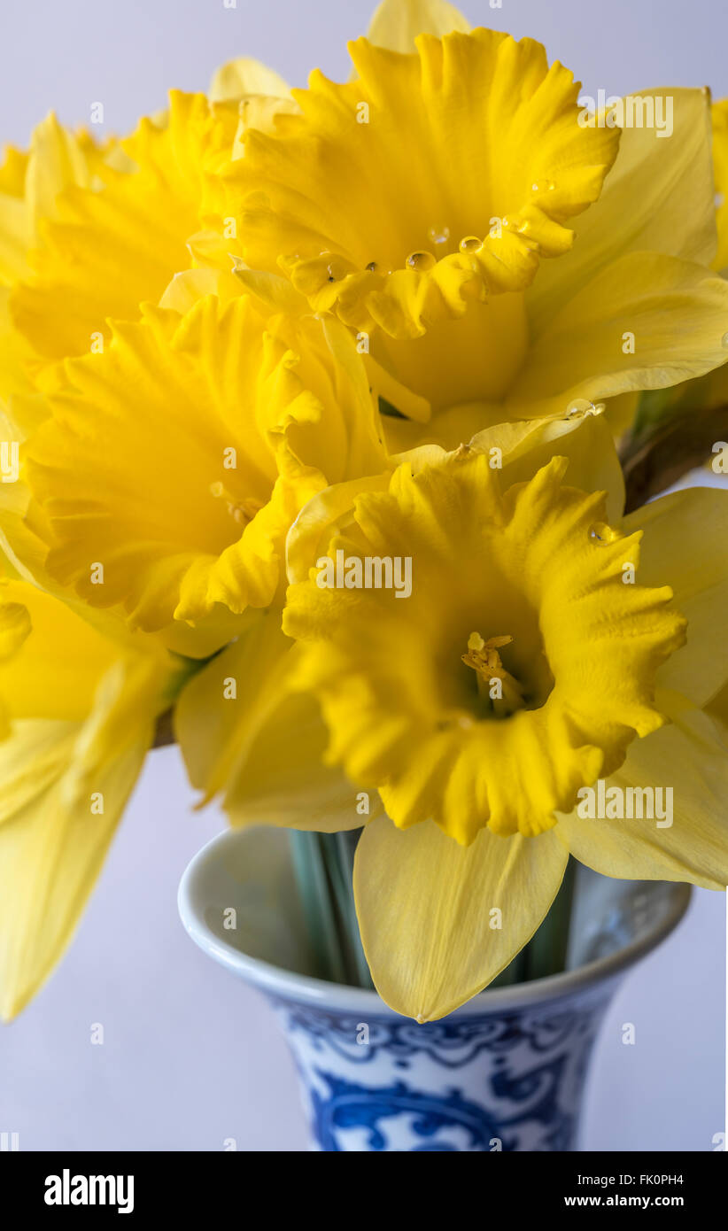 Daffodil Narcissus is a genus of mainly hardy, mostly spring-flowering, bulbous perennials in the Amaryllis family, subfamily Am Stock Photo