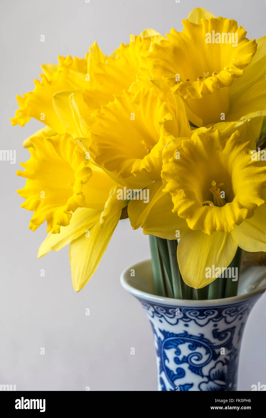 Daffodil Narcissus is a genus of mainly hardy, mostly spring-flowering, bulbous perennials in the Amaryllis family, subfamily Am Stock Photo