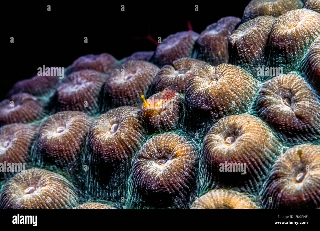 great star coral, Montastraea cavernosa, is a colonial stony coral found in the Caribbean seas with small shrimp Stock Photo