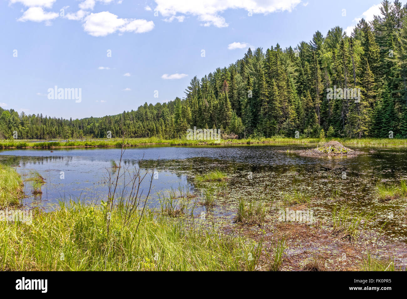 A beaver pond and beaver lodge in Algonquin Park, Canada Stock Photo