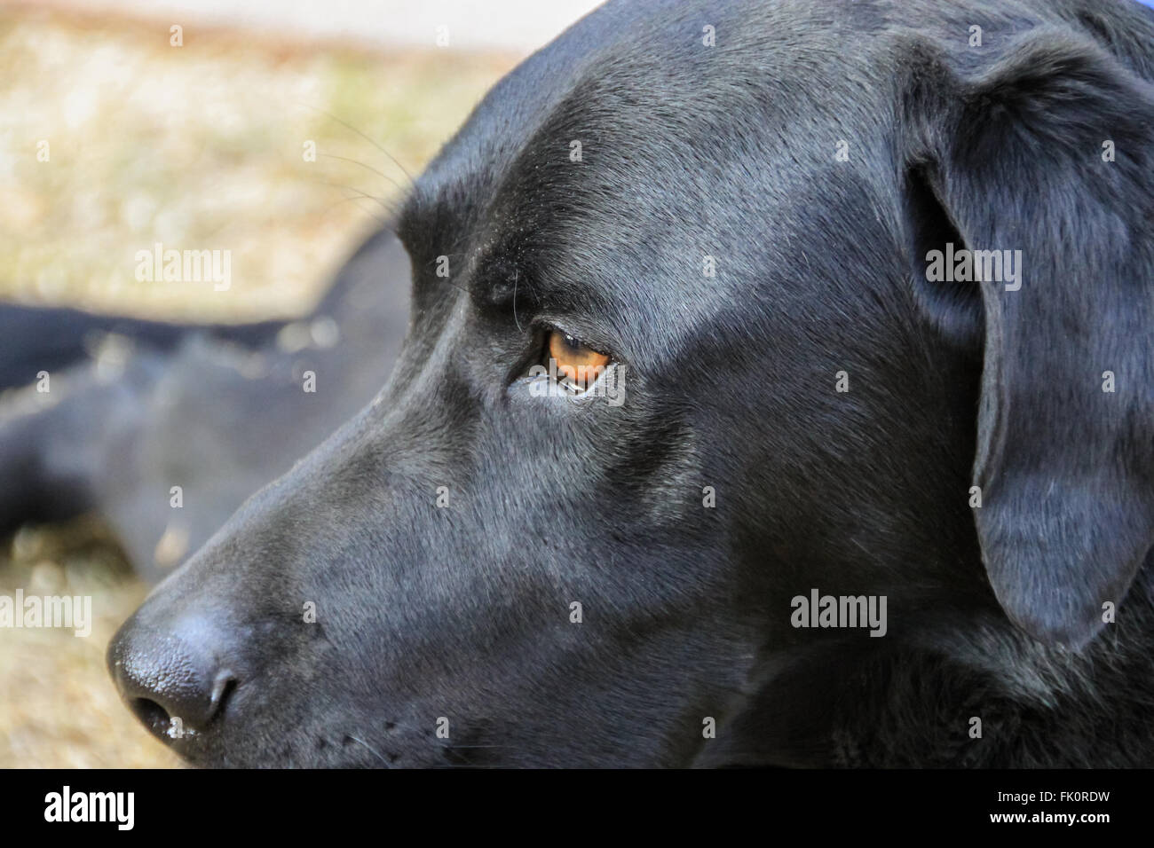 The head of a black Labrador Retriever Stock Photo