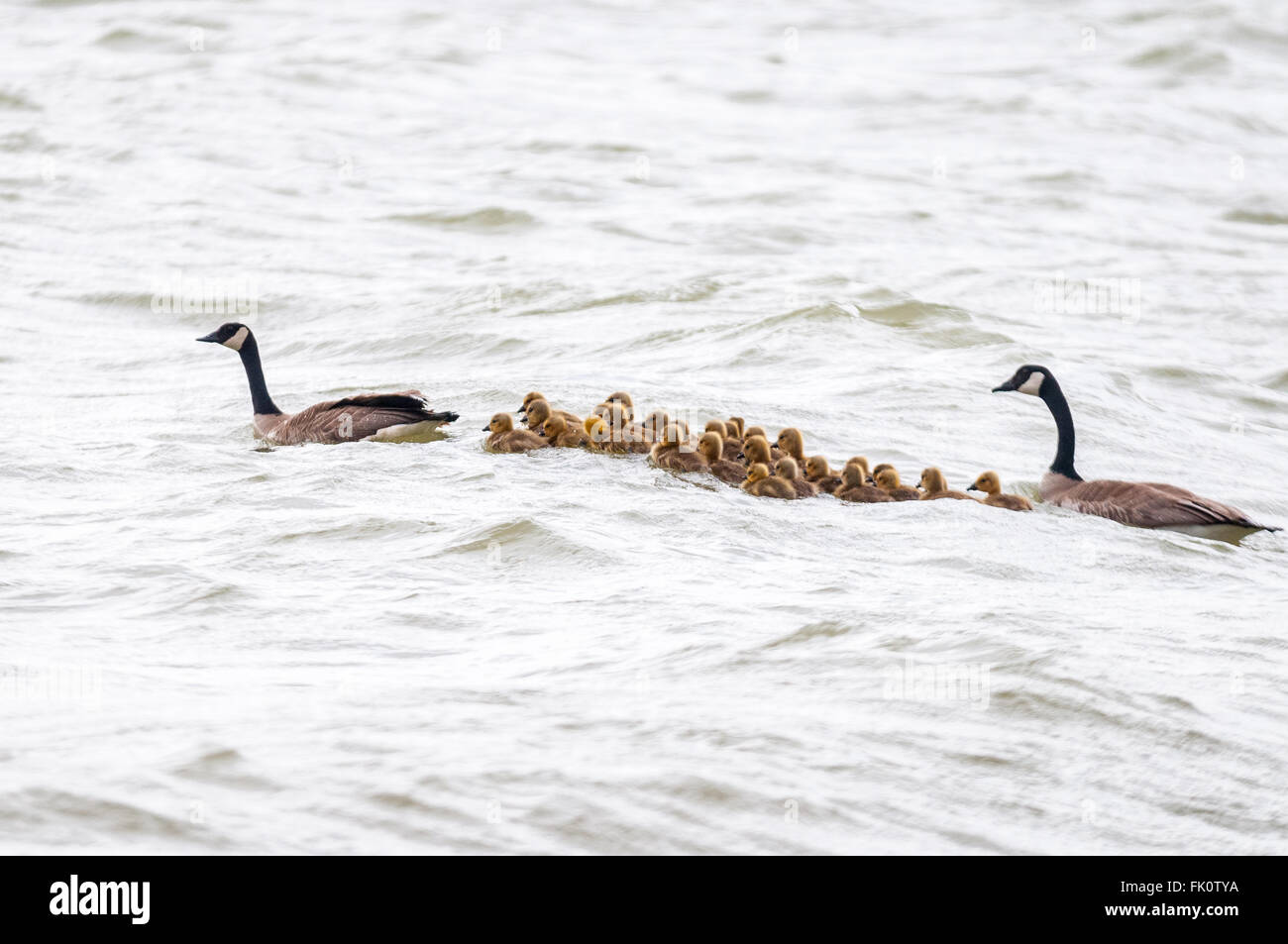 A family of Canada Geese (Branta canadensis) travels over choppy waters