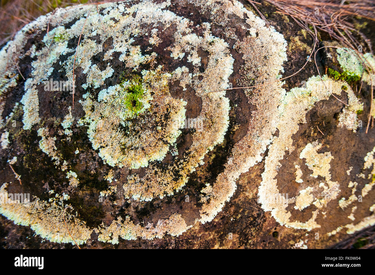 Rings of lichens growing on a large stone form concentric circles. Kauai, Hawaii, United States. Stock Photo