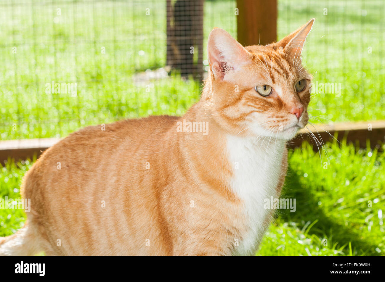 An orange tabby domestic short haired cat looking wild in a 'catio' outdoor cat enclosure. Stock Photo
