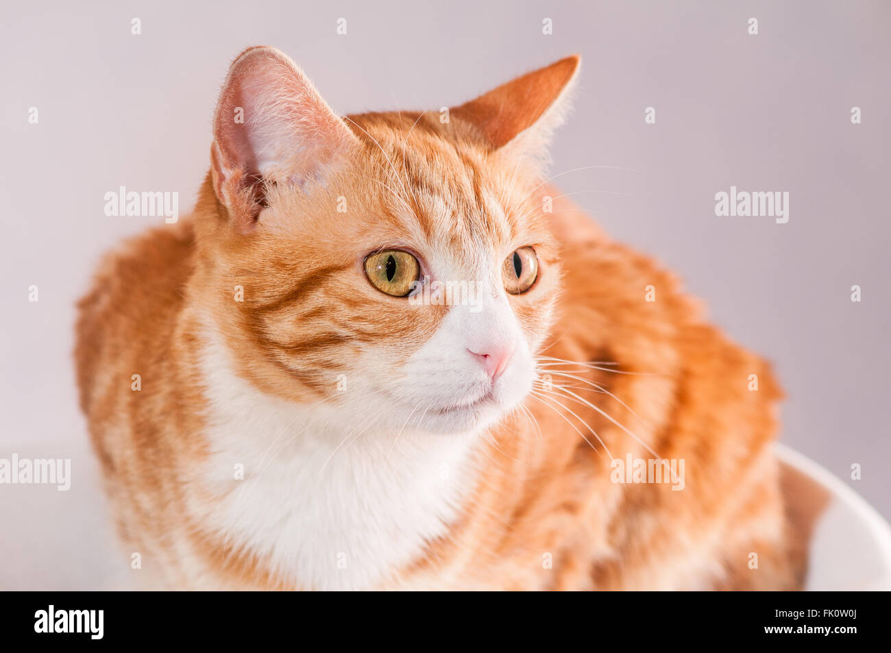 A portrait of an orange tabby domestic short hair cat. Stock Photo
