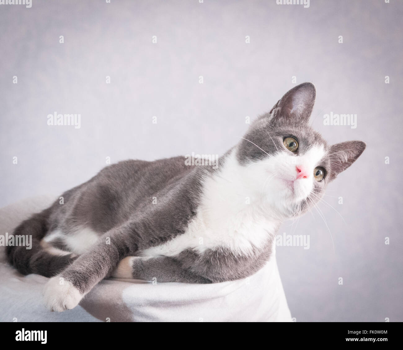 A domestic short haired cat lounges holding his gaze on camera right. Stock Photo
