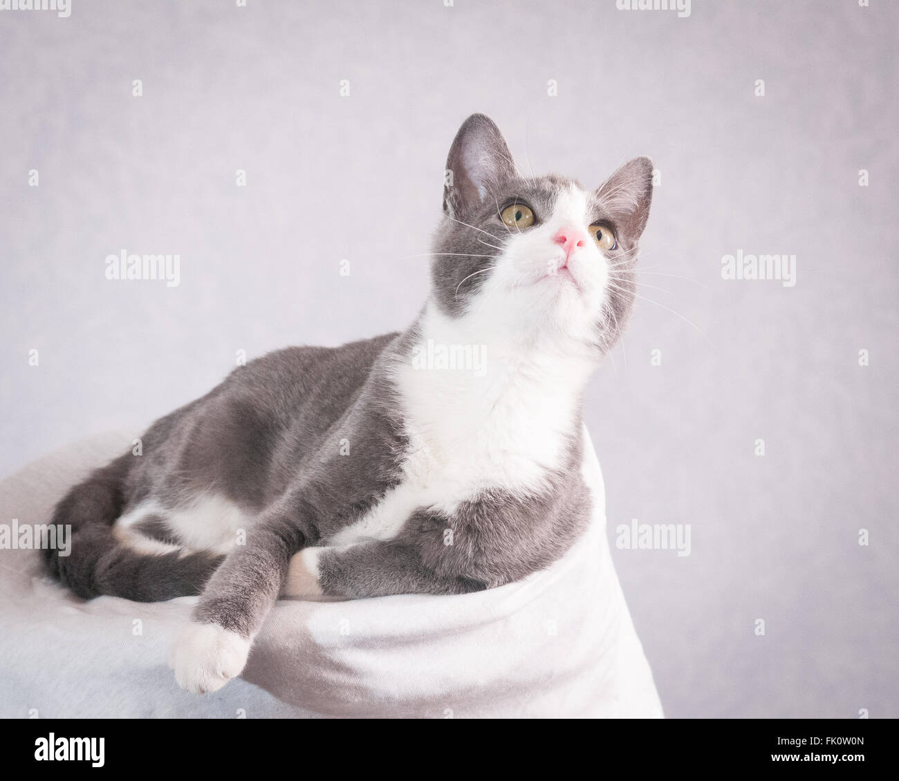 A domestic short haired cat lounges with his gaze turned upward. Stock Photo