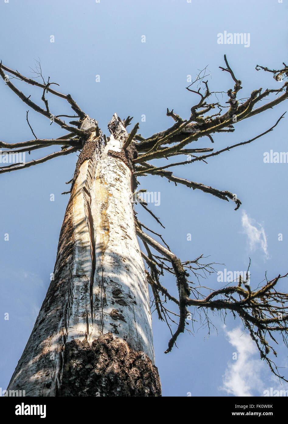 A dead tree still standing in the forest Stock Photo Alamy