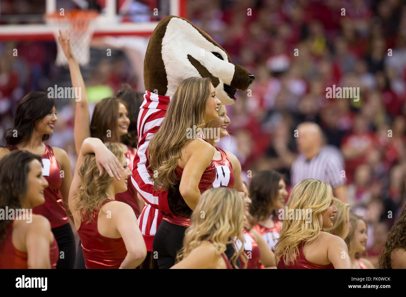 Madison, WI, USA. 28th Feb, 2016. Wisconsin Badgers cheerleaders entertain the crowd during the NCAA Basketball game between the Michigan Wolverines and the Wisconsin Badgers at the Kohl Center in Madison, WI. Wisconsin defeated Michigan 68-57. John Fisher/CSM/Alamy Live News Stock Photo