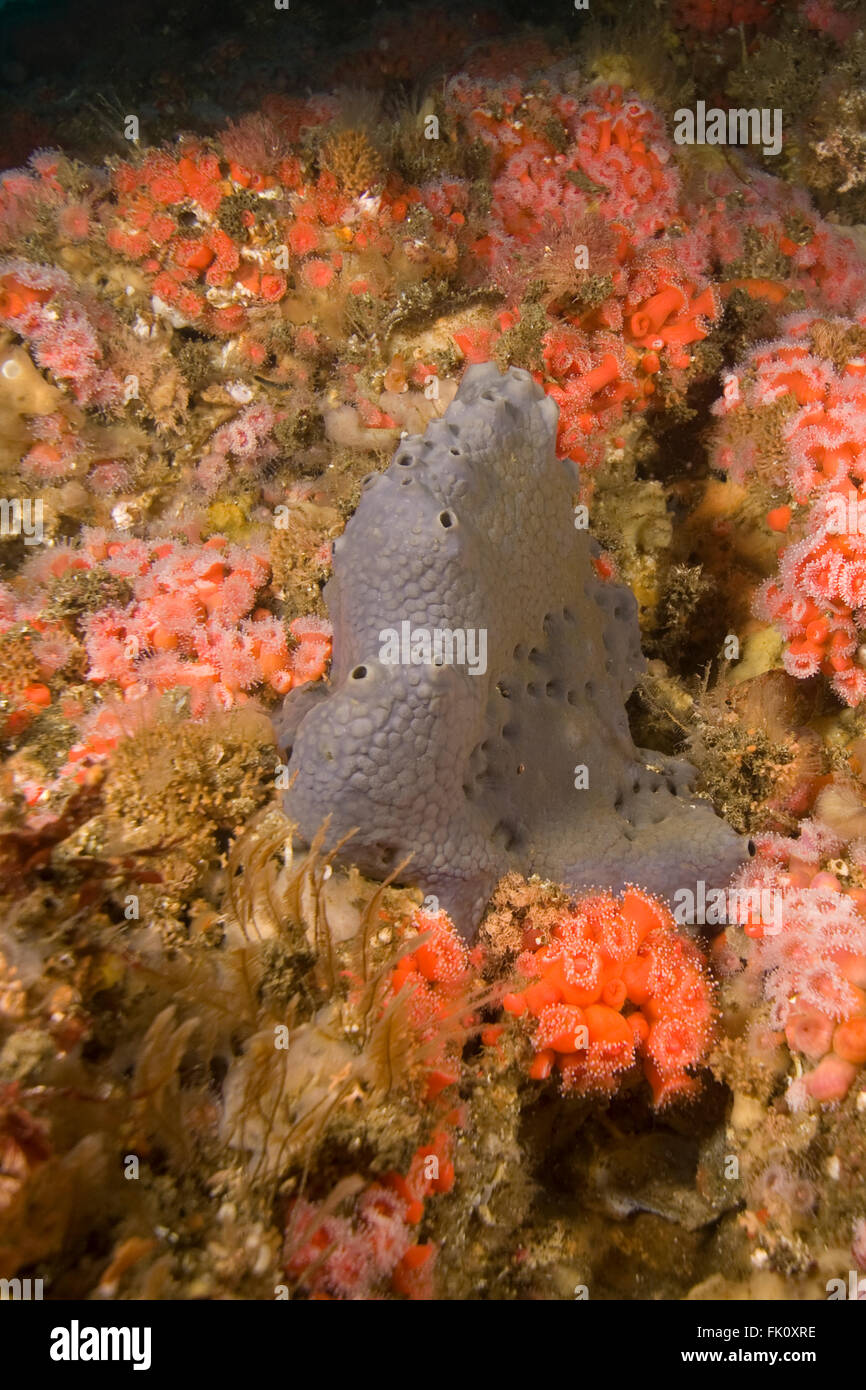 Sea sponge at California underwater kelp forest reef Stock Photo Alamy