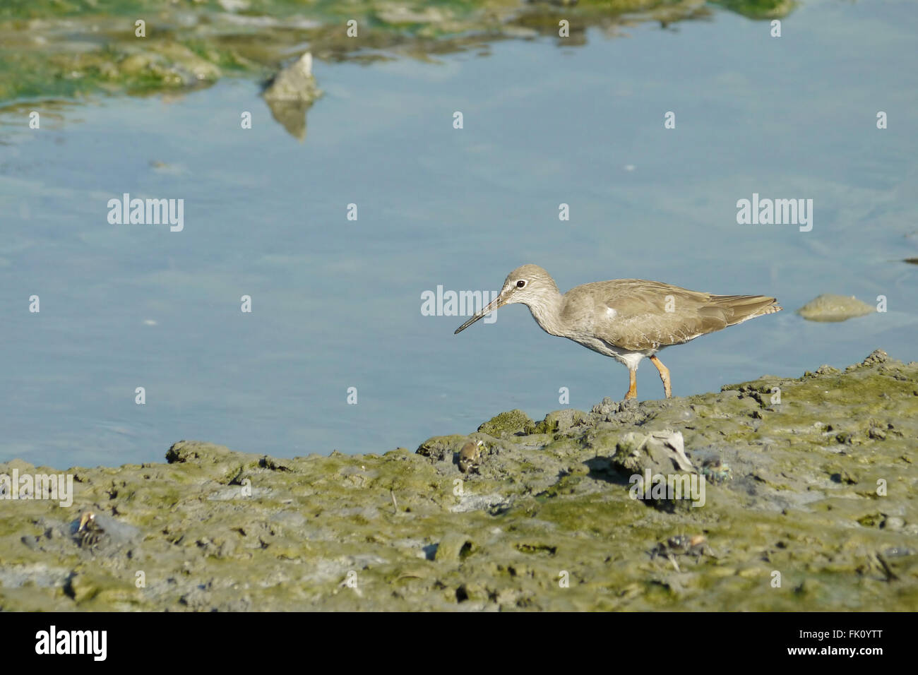 Portrait of a Wood Sandpiper Stock Photo - Alamy