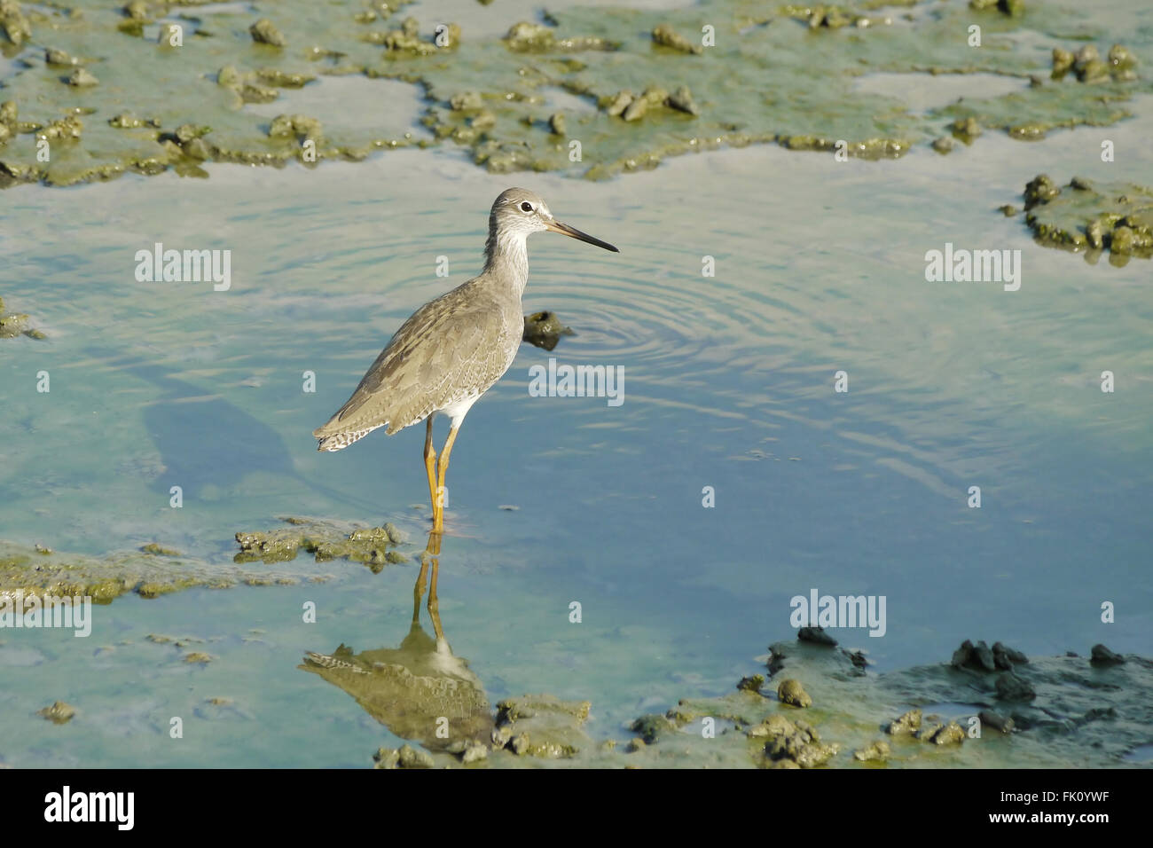 Portrait of a Wood Sandpiper Stock Photo - Alamy