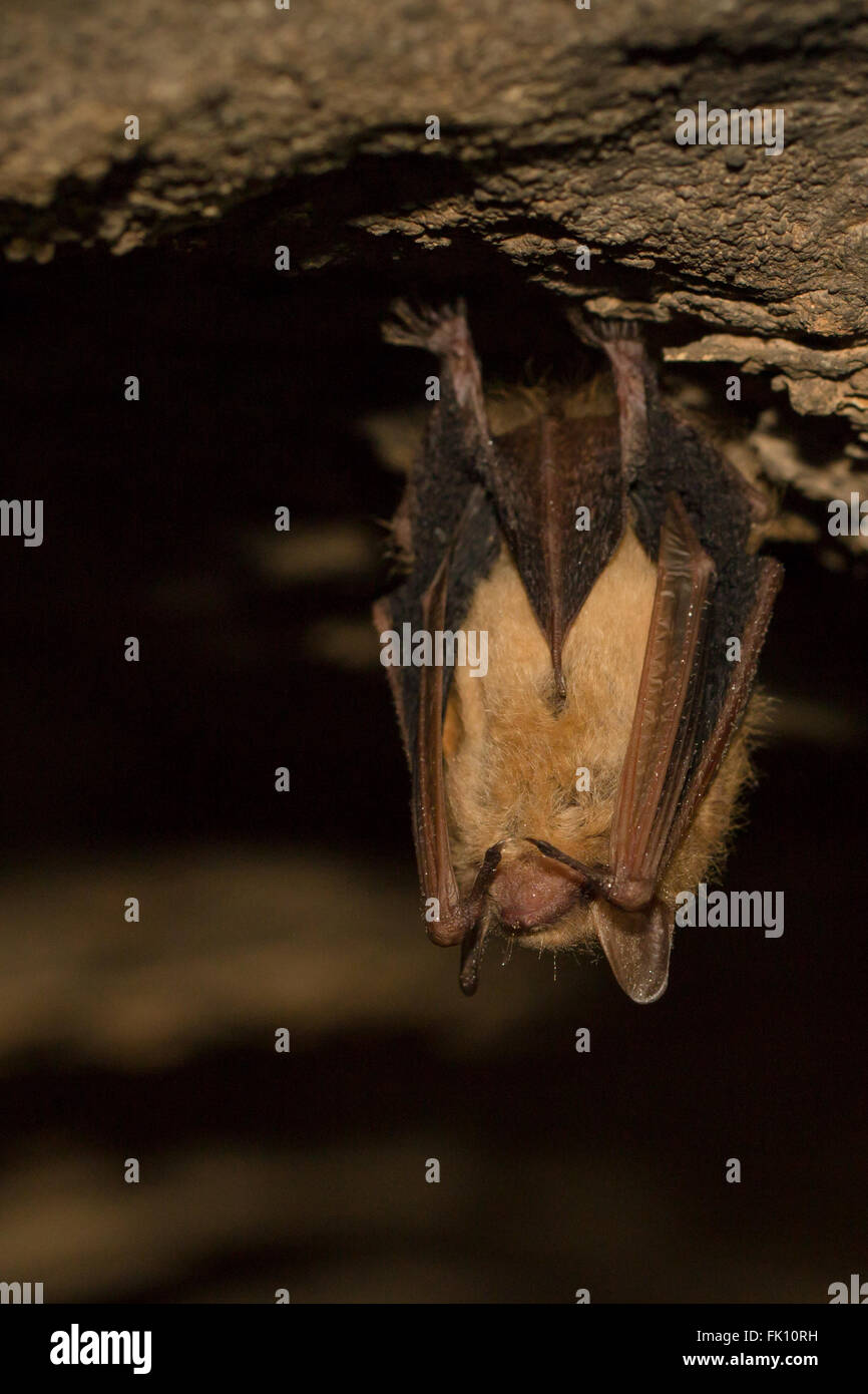 Tricolored Bat hanging upside down in a cave Perimyotis subflavus