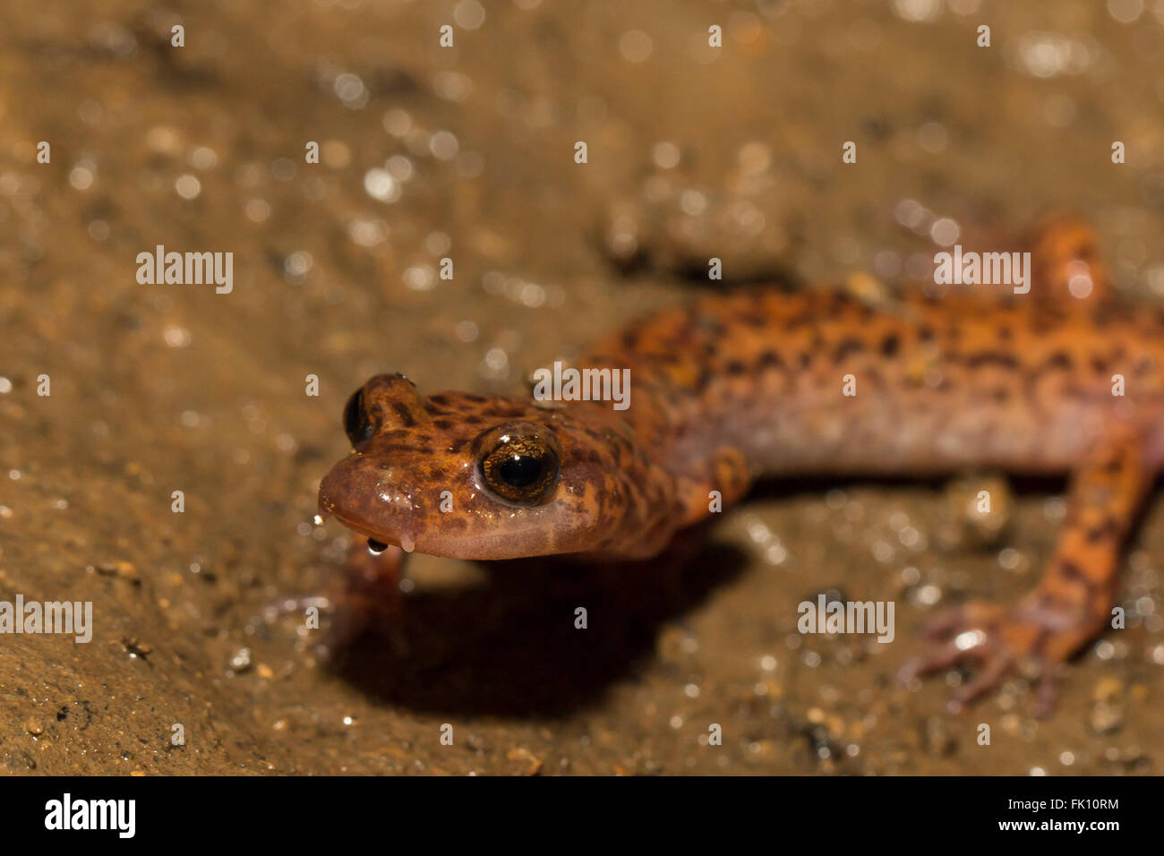 Cave Salamander Eurycea lucifuga Stock Photo Alamy