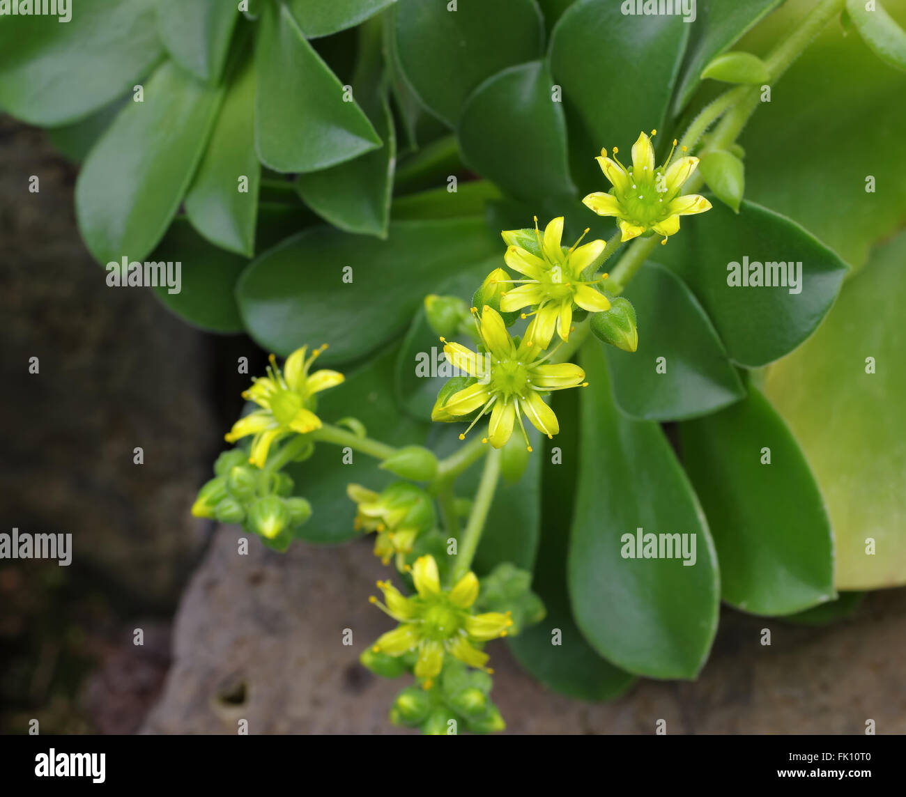 Aeonium glutinosum, ein Dickblattgewächse - an Aeonium glutinosum crassulaceae plant Stock Photo