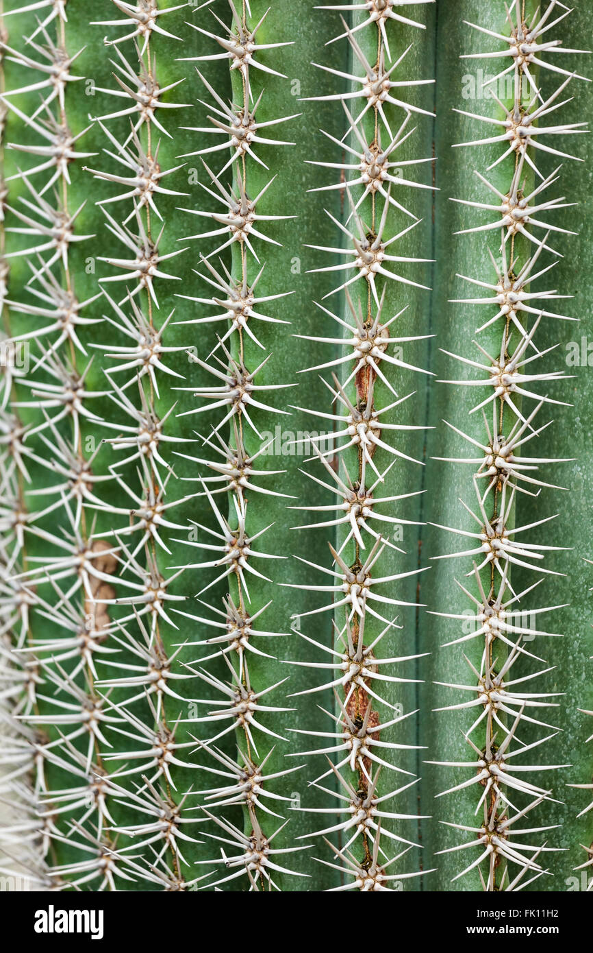 Cactus spikes closeup Stock Photo