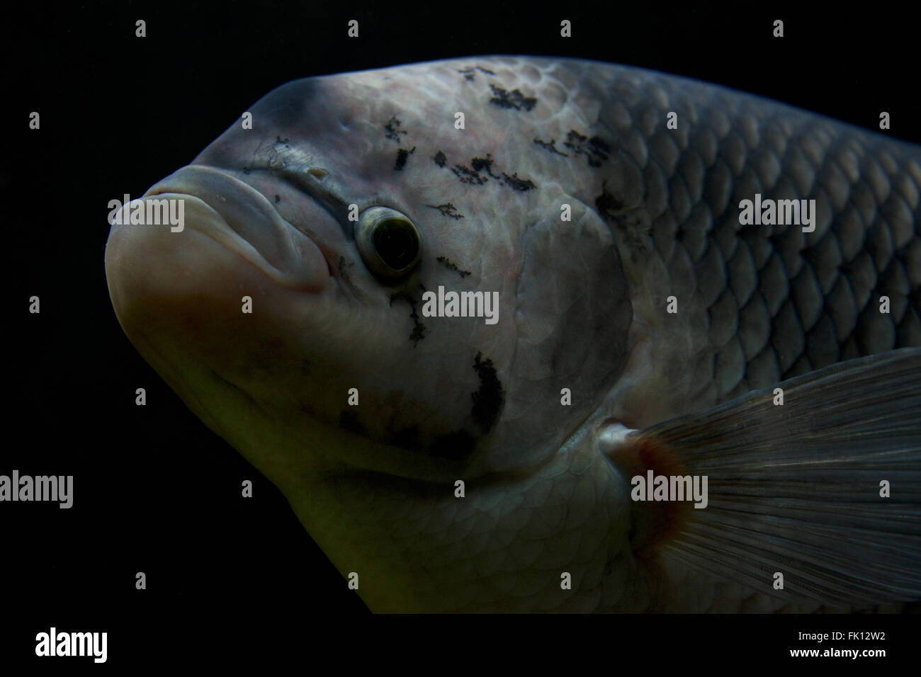 Close-up of head of a giant gourami Stock Photo