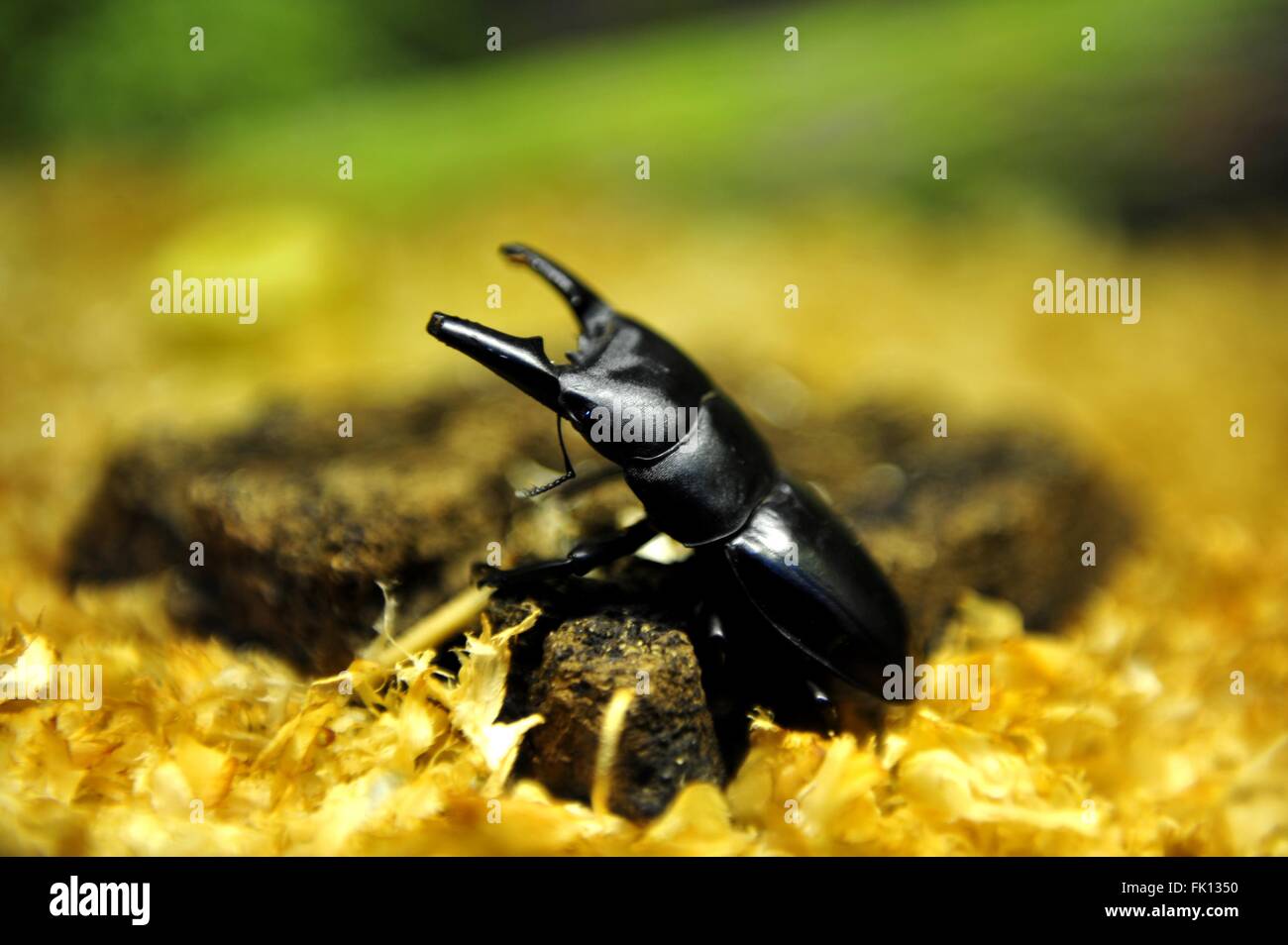 Shanghai. 5th Mar, 2016. Photo taken on March 5, 2016 shows a flat stag beetle at the Shanghai Natural Wild Insect Kingdom in Shanghai, east China. Saturday marks the day of 'Jingzhe', literally meaning the awakening of insects, which is the third one of the 24 solar terms on Chinese Lunar Calendar. © Zhang Jiansong/Xinhua/Alamy Live News Stock Photo