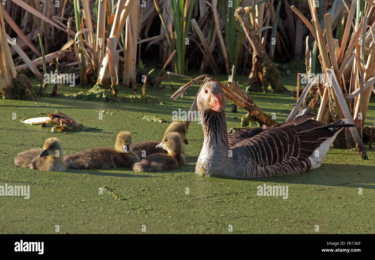Greylag goose , Mother with gooslings in pond Stock Photo
