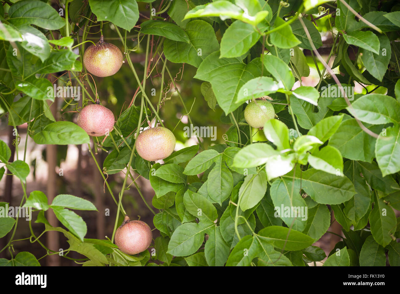 Multiple riped passion fruit growing on tree Stock Photo Alamy