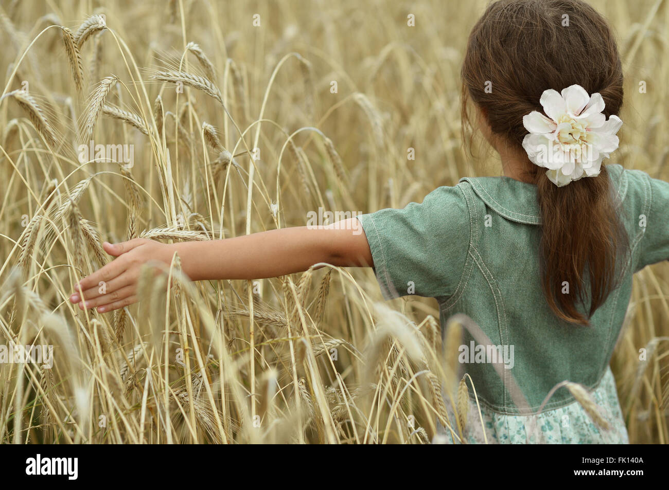 Little girl in wheat field Stock Photo - Alamy