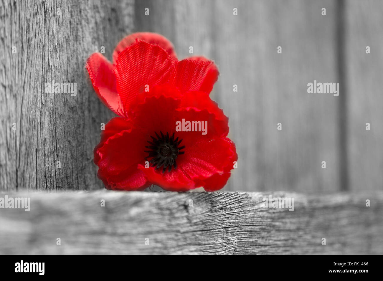 Red Poppy Flowers for Remembrance Day, Lest We Forget Stock Photo