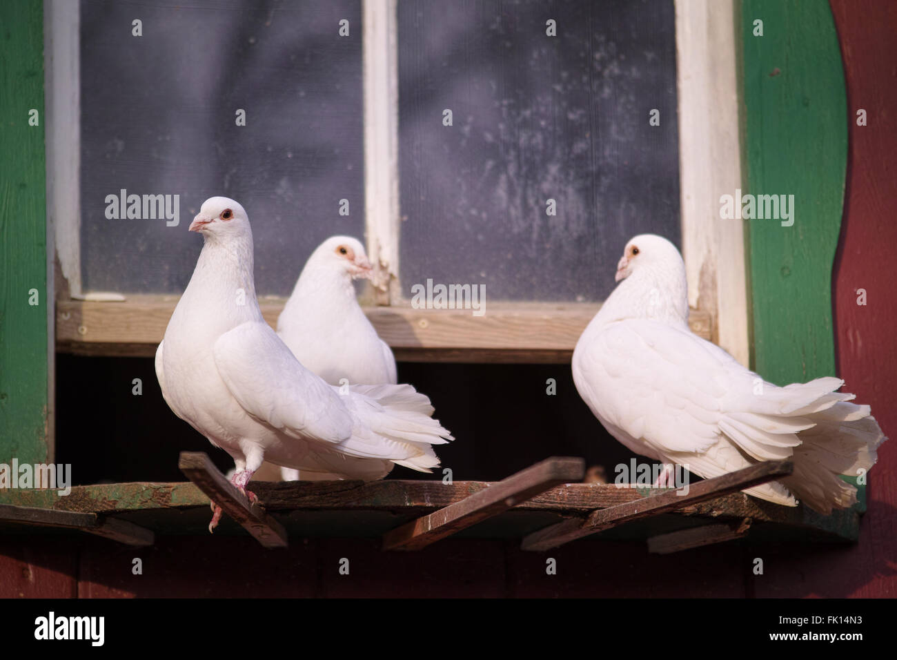 Doves farm hires stock photography and images Alamy