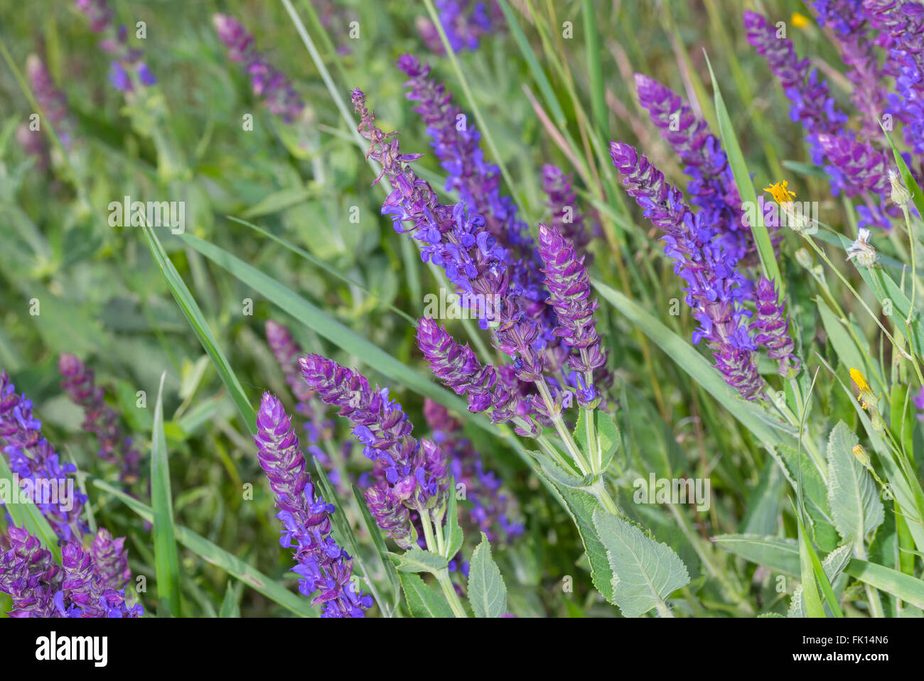 Sage in spring field among wild herbs Stock Photo