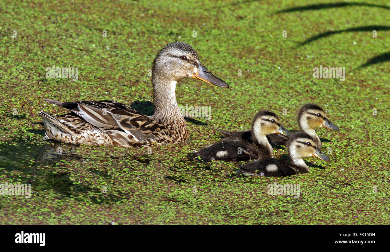 Duck pond game hi-res stock photography and images - Alamy