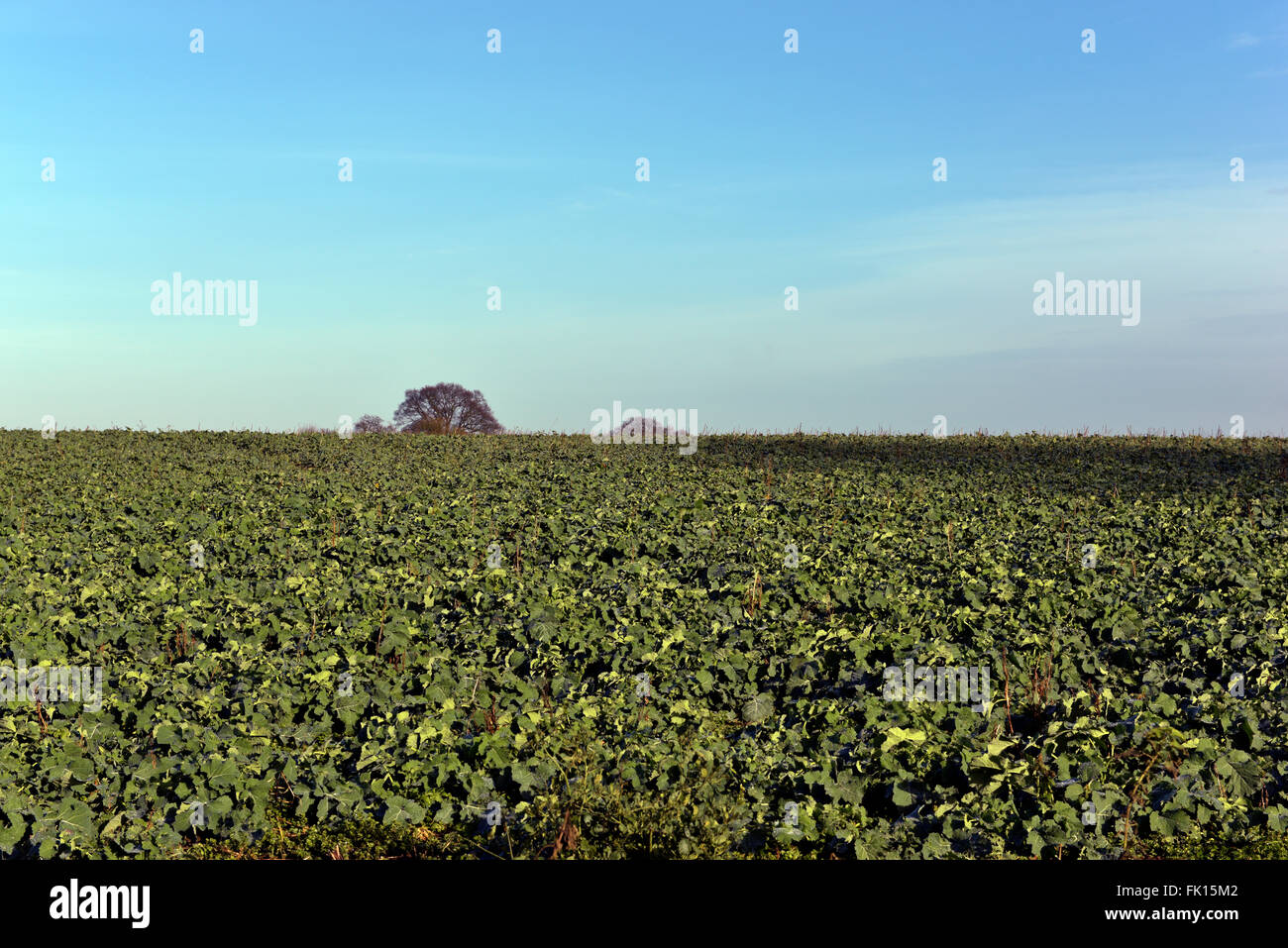 winter scene of Essex countryside with field of winter kale Stock Photo