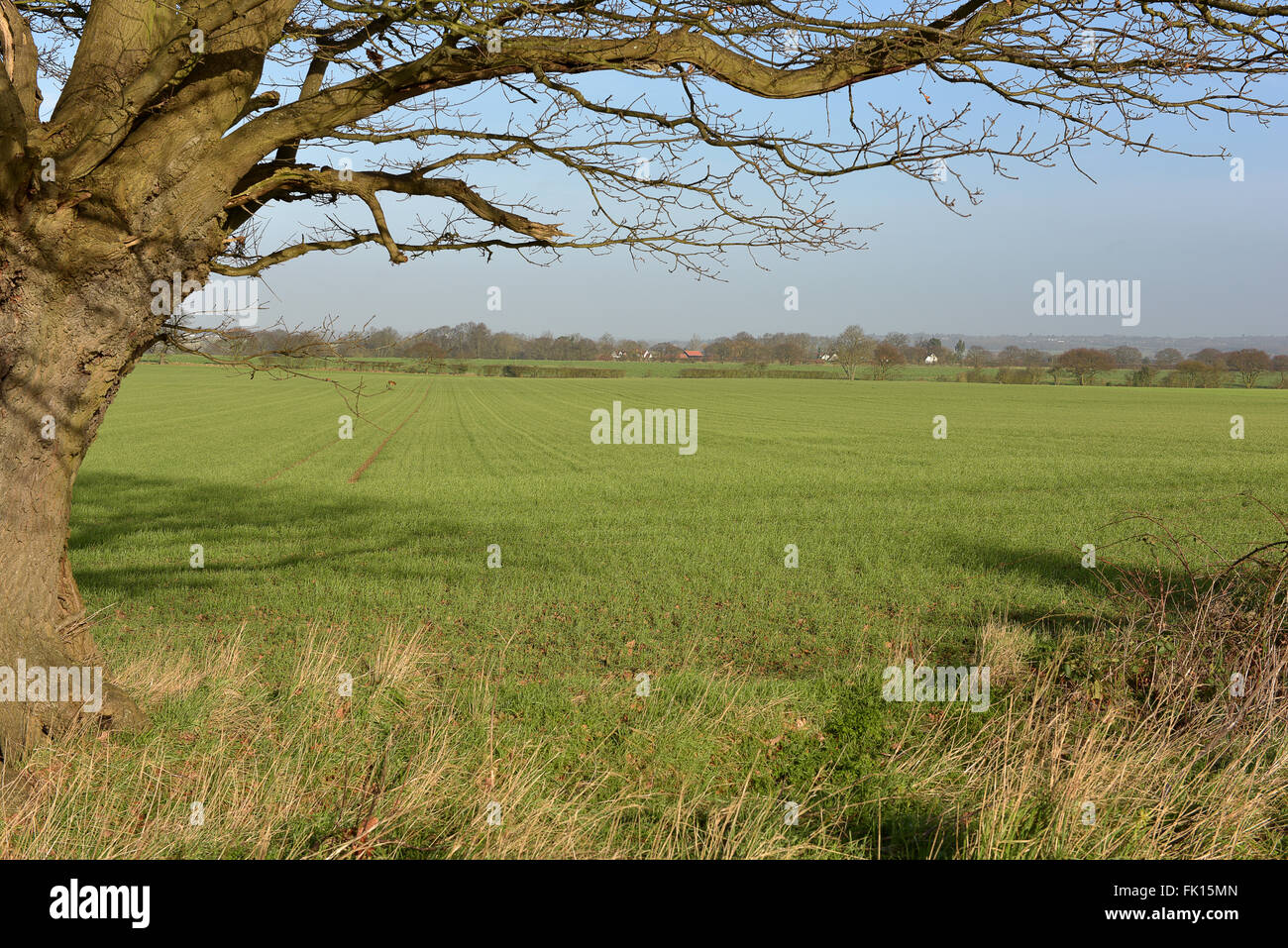 winter scene of Essex countryside with field of winter wheat framed by large old English oak tree Stock Photo