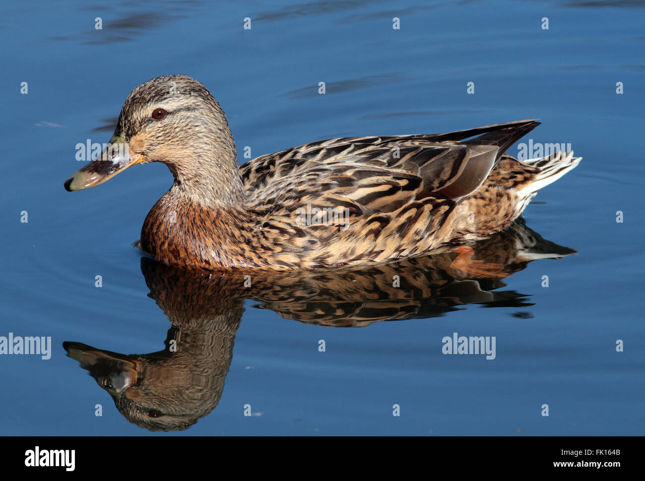 Wild duck, Mallard swimming Stock Photo