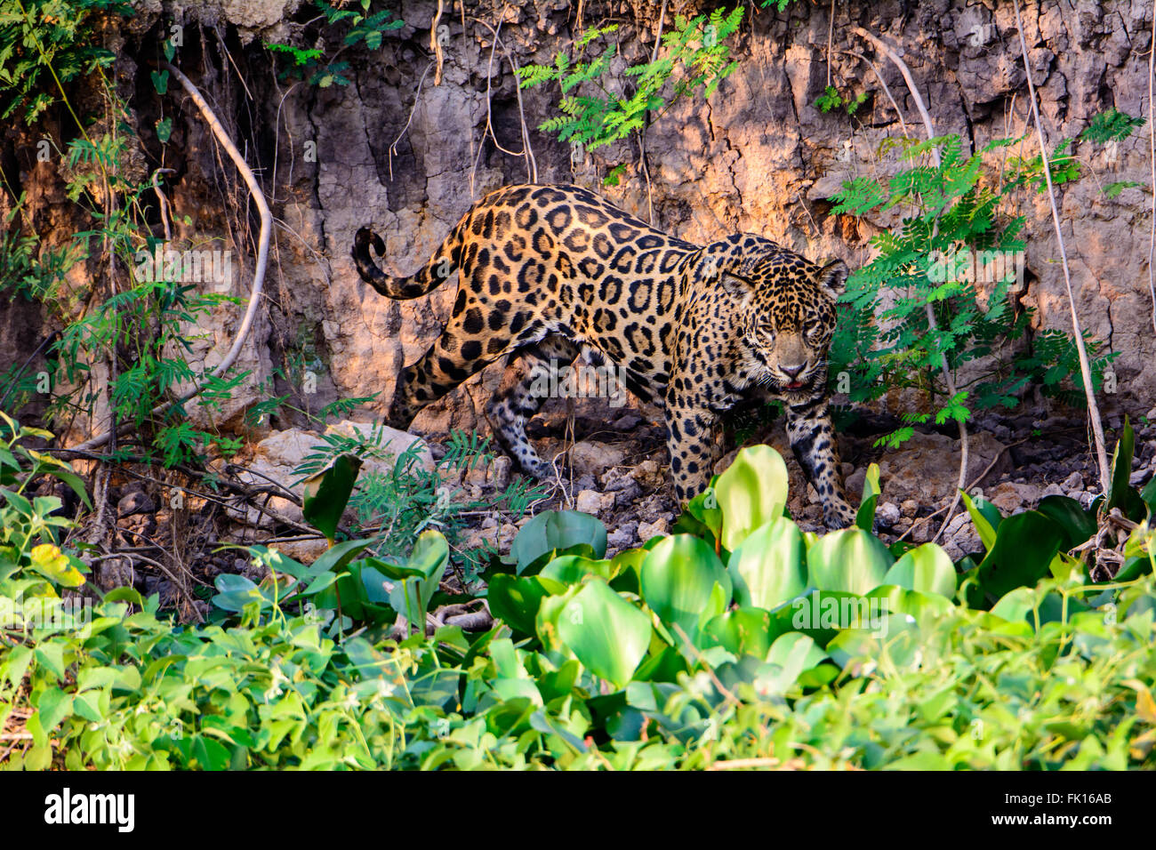 Jaguar prowling along the river bank Stock Photo
