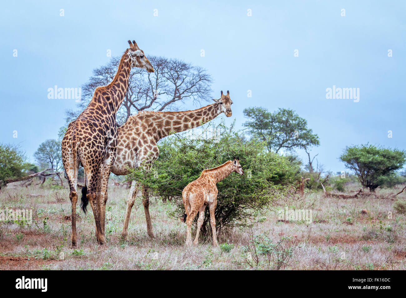 Giraffe family Specie Giraffa camelopardalis family of Giraffidae, Kruger national park, South Africa Stock Photo