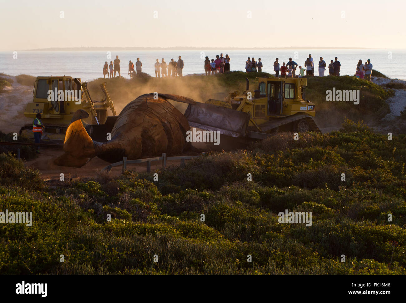 Onlookers watch bulldozers battle to remove a dead, washed up whale from a beach on the west coast of South Africa. Robben Island is visible in the background. Stock Photo