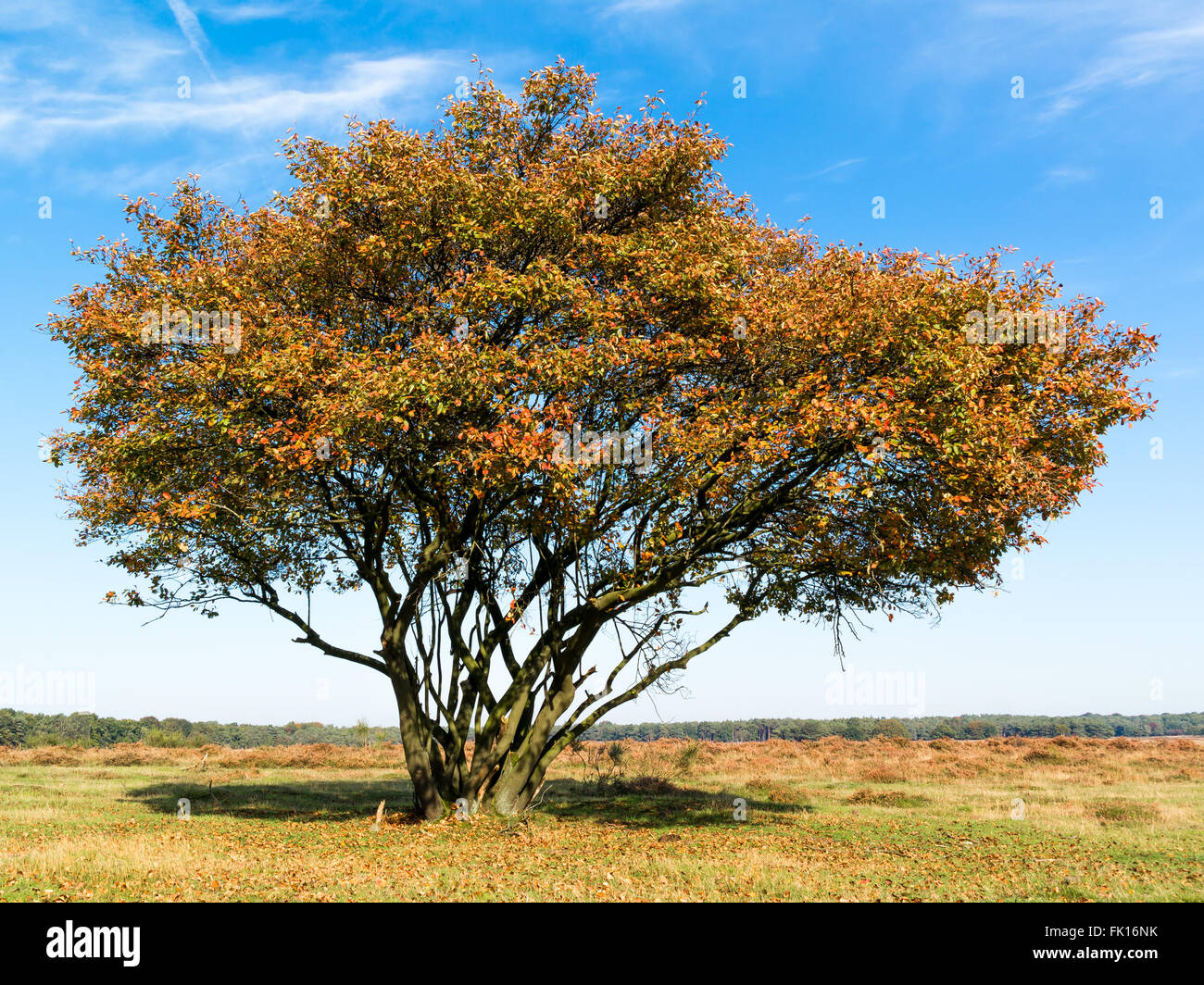 Tree called serviceberry, Amelanchier lamarckii, in autumn on the West Heath in  Gooi district, Netherlands Stock Photo