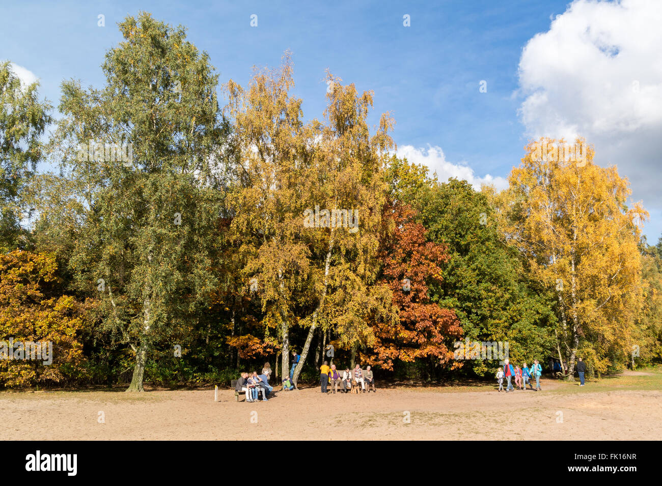 People walking and relaxing in the woods of Utrechtse Heuvelrug near Doorn in the Netherlands on a sunny Sunday in autumn Stock Photo