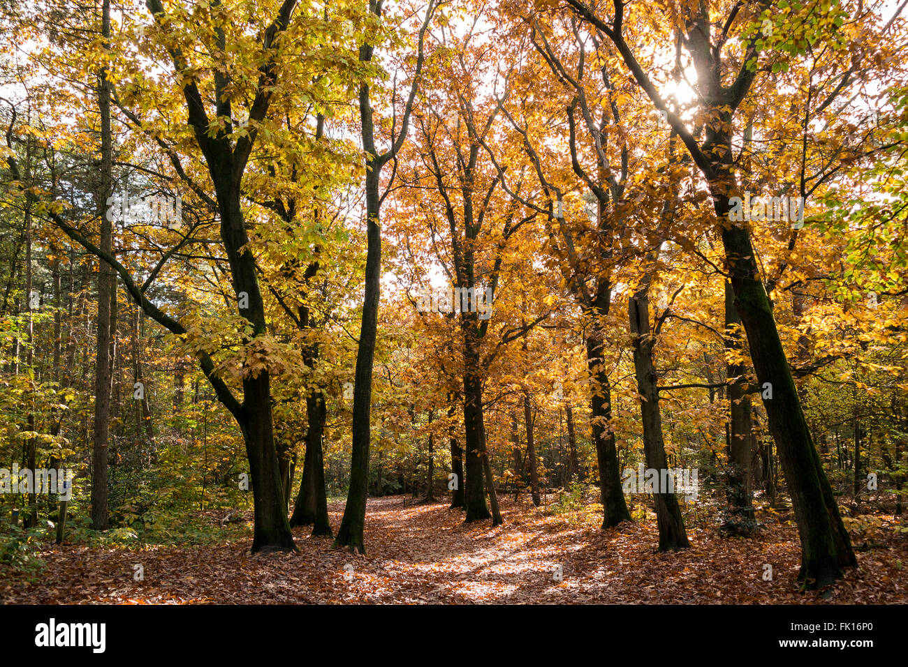 Woods trees trees hi-res stock photography and images - Alamy