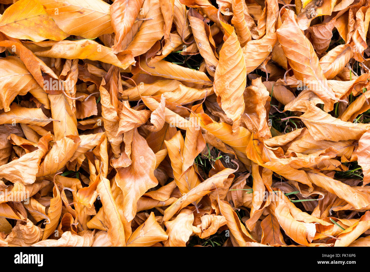 Grass covered with fallen leaves from various trees in autumn, Netherlands Stock Photo