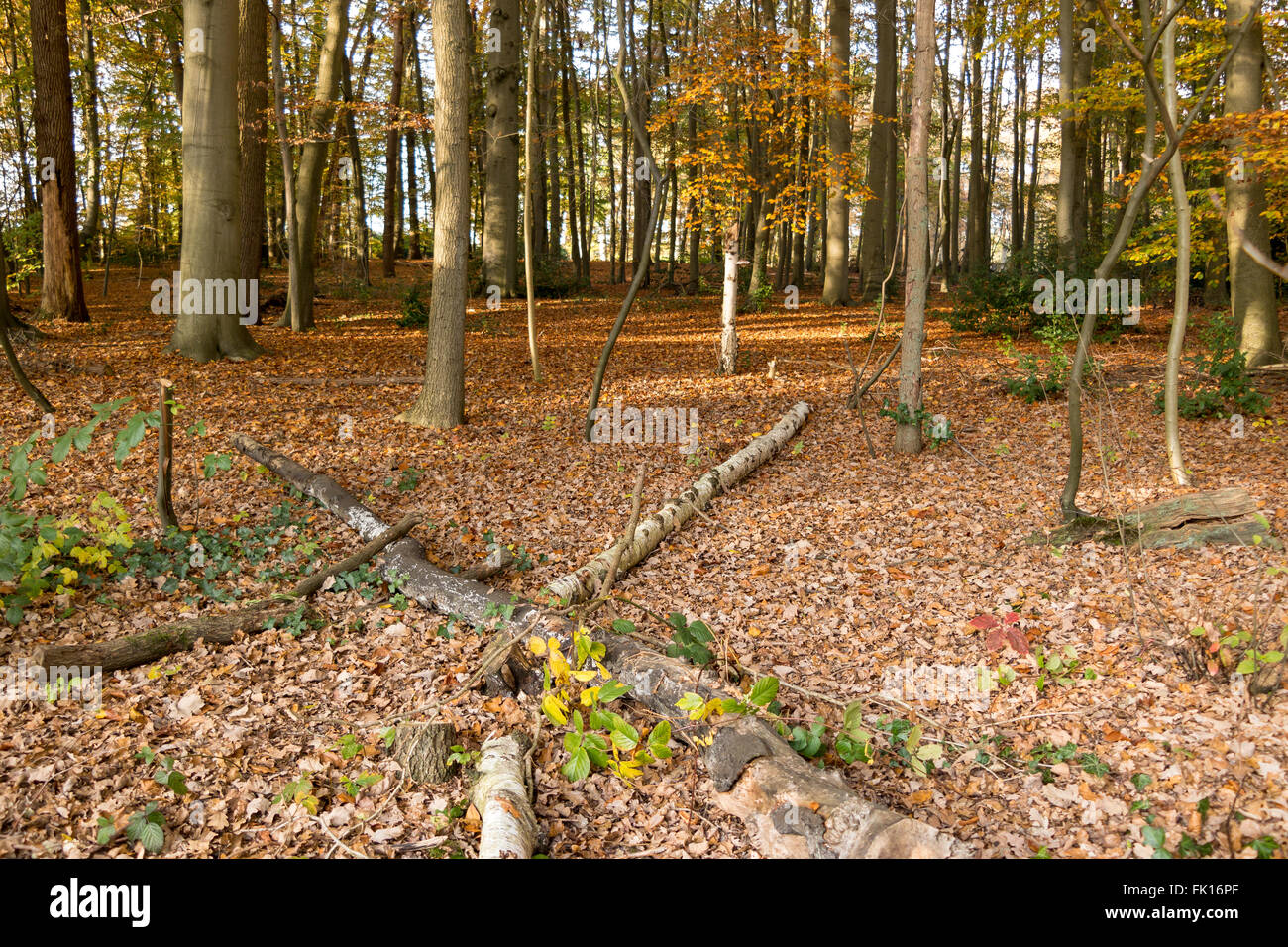 Autumn scene with old fallen leaves and tree trunks in woods in Baarn, Netherlands Stock Photo