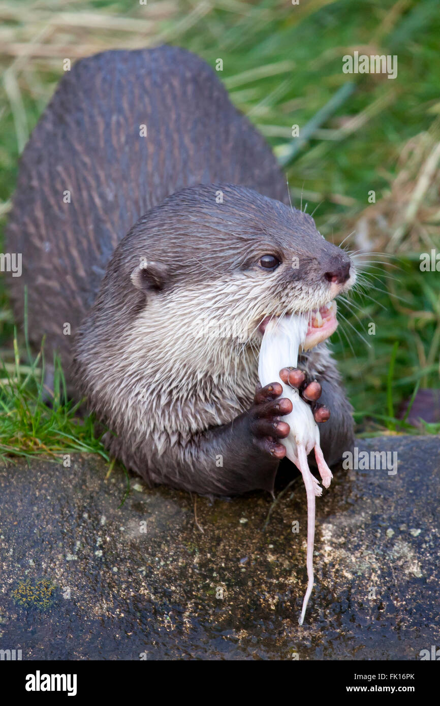 Oriental Small Clawed Otter eating a mouse Stock Photo