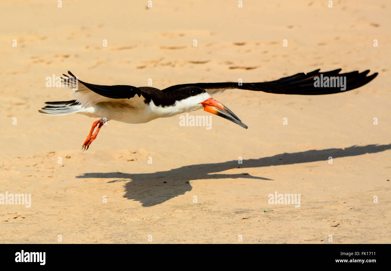 African Skimmer and its shadow flying Stock Photo