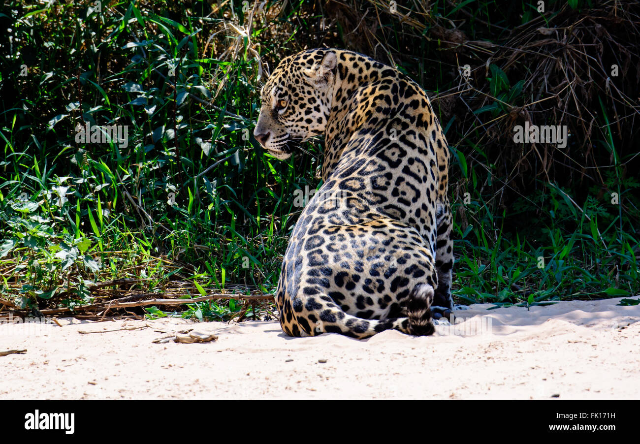 Nervous Jaguar on the beach Stock Photo