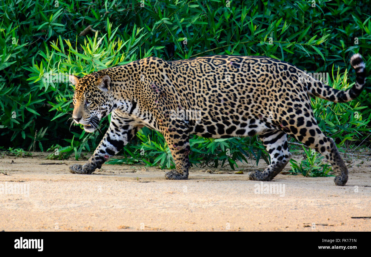 Male Jaguar prowling along a sandbank Stock Photo