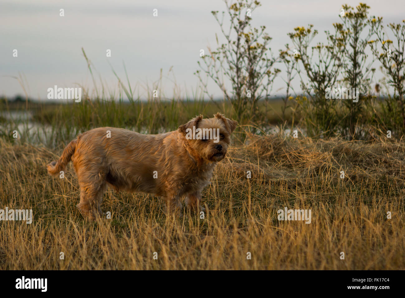 Yorkshire terrier cross lhasa apso hires stock photography and images Alamy